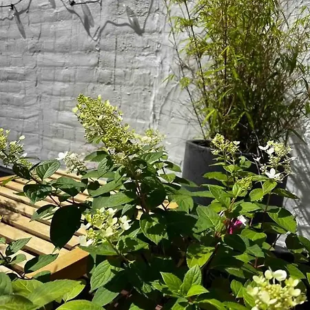 Charmant Duplex Avec Terrasse Dans Le Vieux